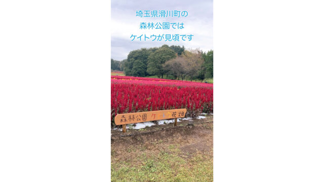 ケイトウを見てきました！